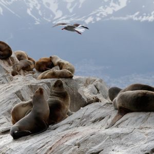 Unique Adventure at Ushuaia