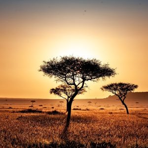 Photographers Special – Samburu and Masai Mara