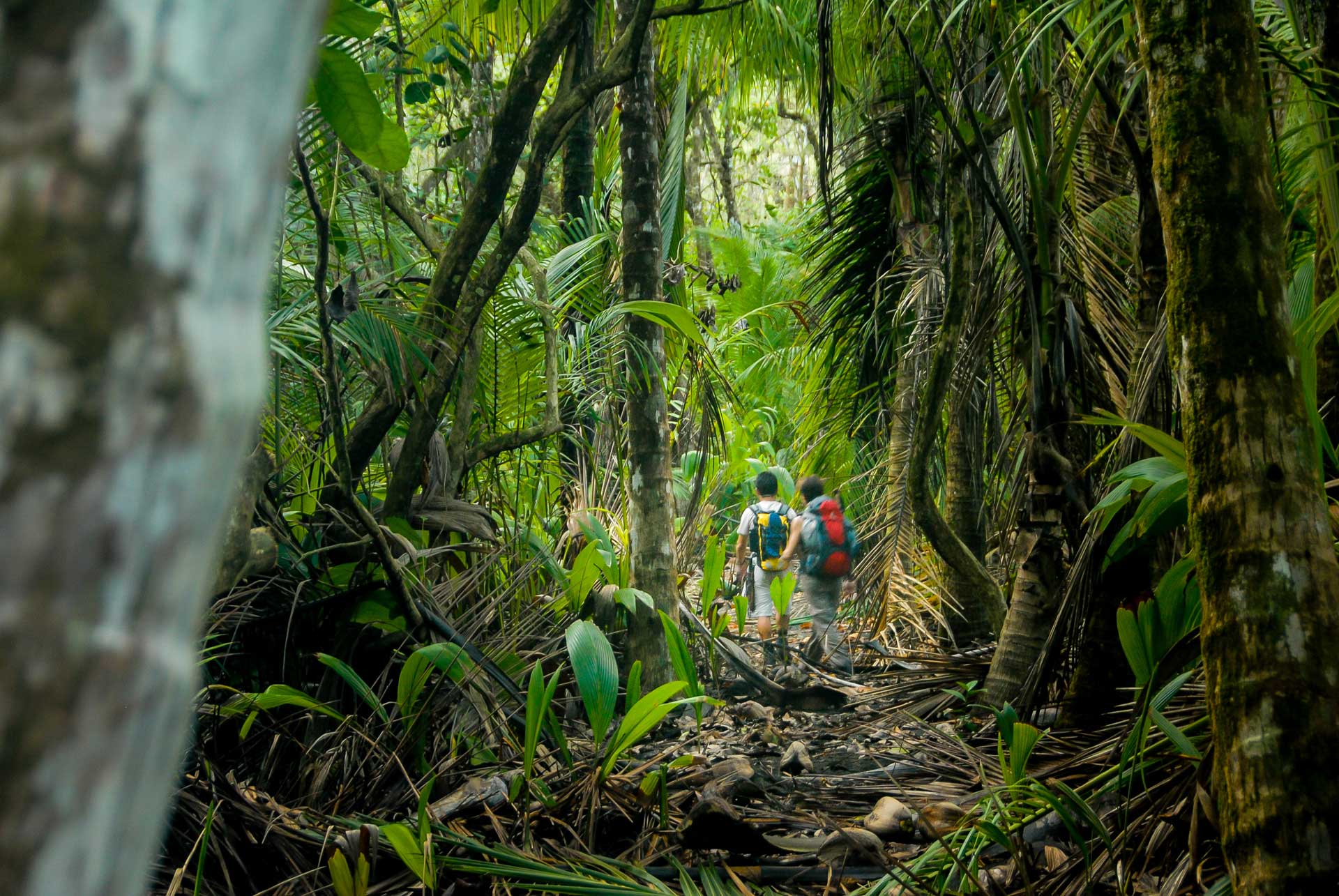 Two hikers make their way through the thick jungle of Corcovado National Park, Costa Rica