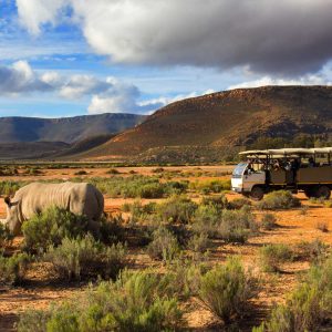 Safari truck and wildlife rhino in Western Cape South Africa