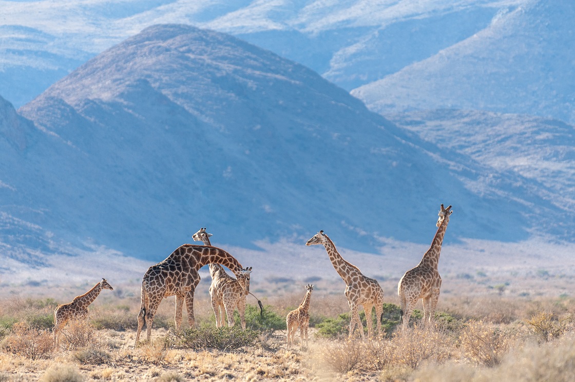 Highlights of Namibia